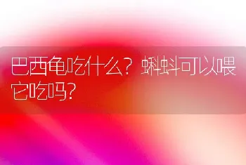 巴西龟吃什么？蝌蚪可以喂它吃吗？