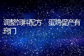 调整饲料配方蛋鸡促产有窍门