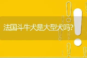 法国斗牛犬是大型犬吗？