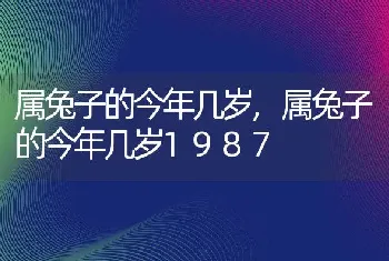 属兔子的今年几岁，属兔子的今年几岁1987