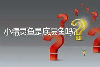 小精灵鱼是底层鱼吗？