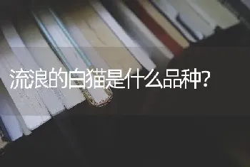 流浪的白猫是什么品种？