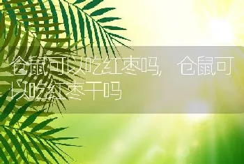 仓鼠可以吃红枣吗，仓鼠可以吃红枣干吗