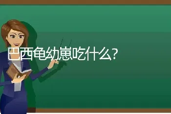 巴西龟幼崽吃什么？