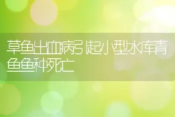 草鱼出血病引起小型水库青鱼鱼种死亡