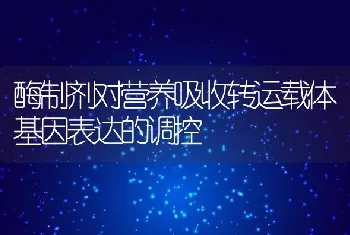 酶制剂对营养吸收转运载体基因表达的调控