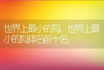 世界上最小的狗，世界上最小的狗排名前十名