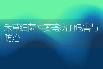 禾草细菌性萎蔫病的危害与防治