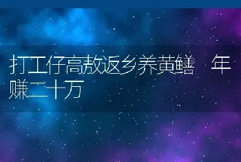 打工仔高敖返乡养黄鳝 年赚二十万