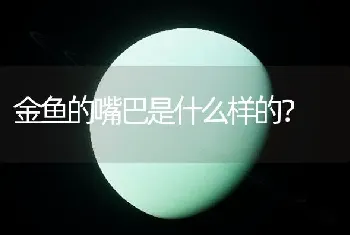 金鱼的嘴巴是什么样的？