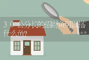 30公分长的招财鱼可以搭什么鱼？