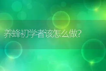 养蜂初学者该怎么做？