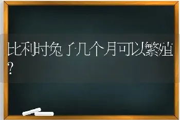 比利时兔子几个月可以繁殖？