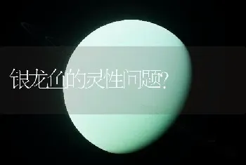 银龙鱼的灵性问题？