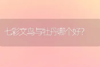 七彩文鸟与牡丹哪个好？