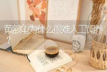 黄额龟为什么很难人工饲养？