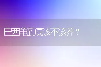 巴西龟到底该不该养？