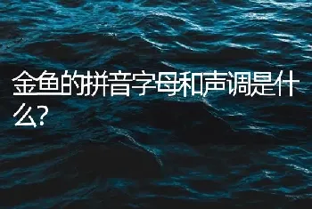 金鱼的拼音字母和声调是什么？