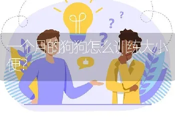 一个月的狗狗怎么训练大小便？