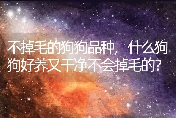 不掉毛的狗狗品种，什么狗狗好养又干净不会掉毛的？