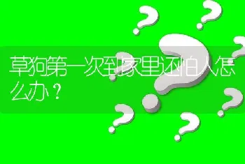 草狗第一次到家里还怕人怎么办？