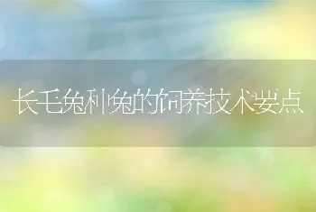 长毛兔种兔的饲养技术要点