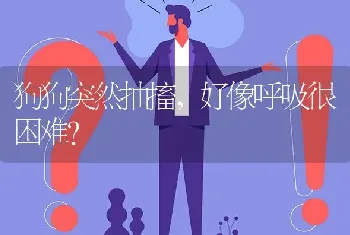 狗狗突然抽搐，好像呼吸很困难？