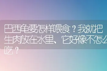 巴西龟要怎样喂食？我就把生肉放在水里、它好像不怎么吃？