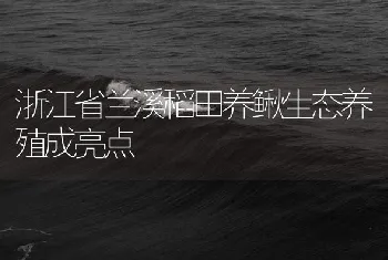 浙江省兰溪稻田养鳅生态养殖成亮点