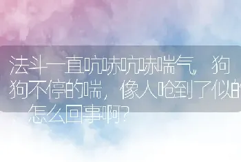 法斗一直吭哧吭哧喘气，狗狗不停的喘