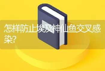 怎样防止埃及神仙鱼交叉感染？