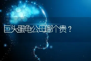 巨头蛋龟公母哪个贵？