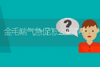 金毛喘气急促怎么回事？