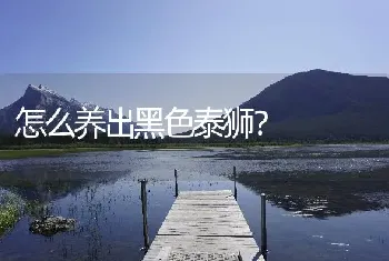 怎么养出黑色泰狮？