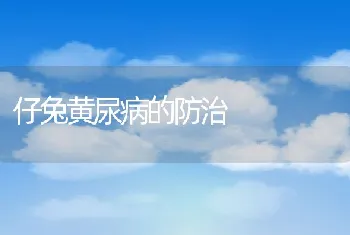 仔兔黄尿病的防治