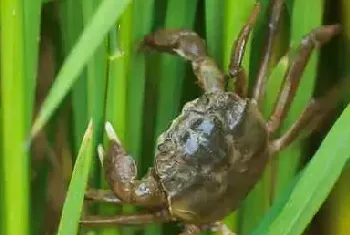 稻田大闸蟹的养殖技术