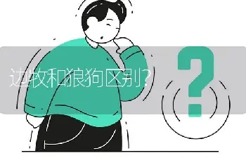 边牧和狼狗区别？