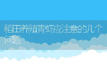 稻田养殖青虾应注意的几个问题