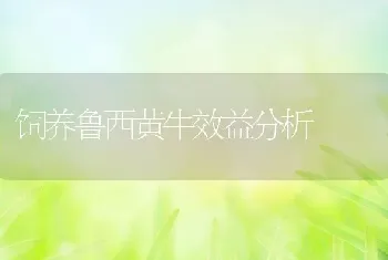 饲养鲁西黄牛效益分析