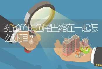 孔雀鱼母鱼尾巴缩在一起怎么处理？