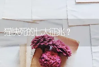 猫快死的七大征兆？