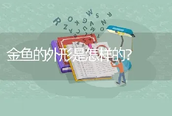 金鱼的外形是怎样的？