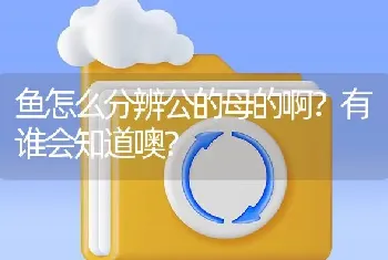 鱼怎么分辨公的母的啊？有谁会知道噢？