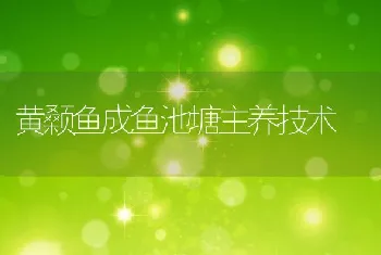 黄颡鱼成鱼池塘主养技术