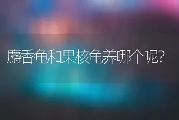 麝香龟和果核龟养哪个呢？