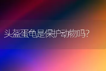 头盔蛋龟是保护动物吗？