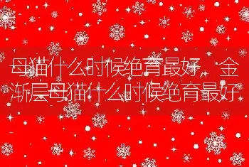 母猫什么时候绝育最好，金渐层母猫什么时候绝育最好