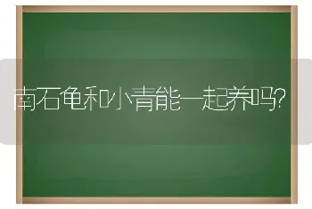 南石龟和小青能一起养吗？