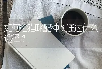 如何给猫咪配种？通过什么途径？