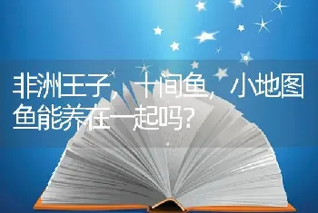 非洲王子，十间鱼，小地图鱼能养在一起吗？